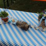 event-wg17_maier_33